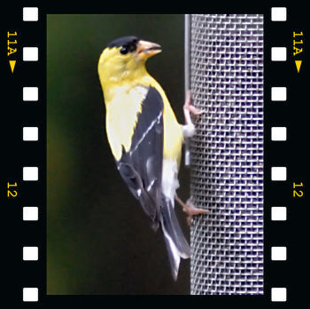 American Goldfinch