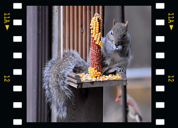 Eastern Gray Squirrel