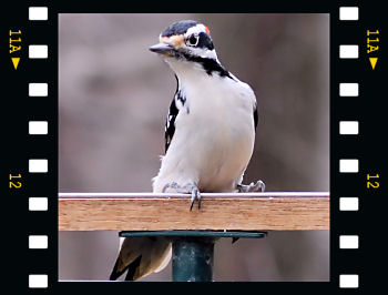 Hairy Woodpecker