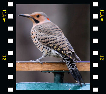 Northern Flicker 