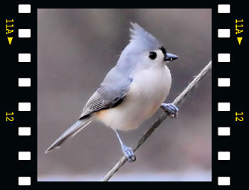 Tufted Titmouse
