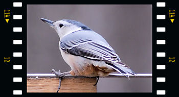 White-breasted Nuthatch